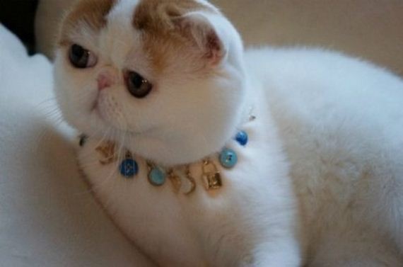 Fashionable Looks Worn By Snoopy The Cat